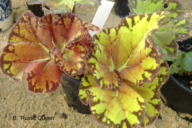 B. ‘Rustic Queen’